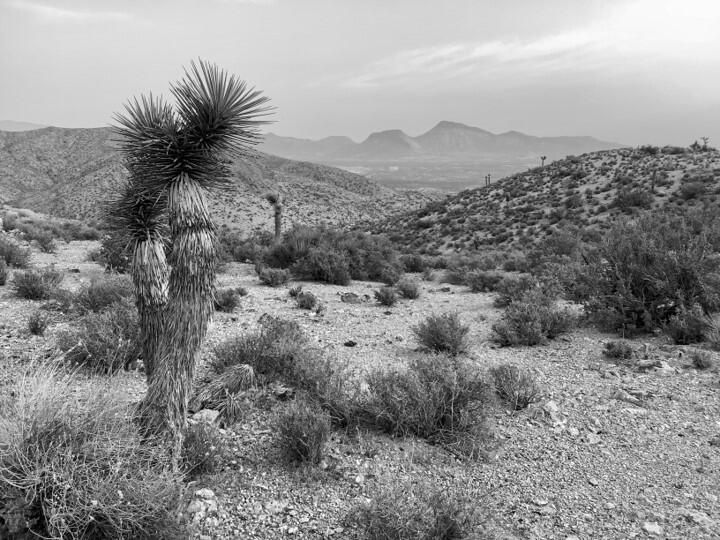 Wüstenlandschaft mit Yucca im Vordergrund und Bergen am Horizont